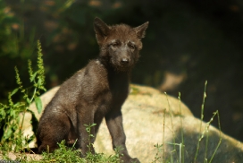 Pup2m13LueneburgKati_Black-04