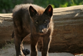 Pup2m13LueneburgKati_Black-05