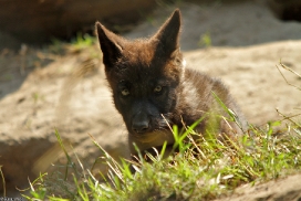 Pup2m13LueneburgKati_Black-06