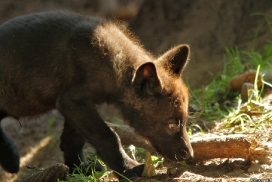 Pup2m13LueneburgKati_Black-07