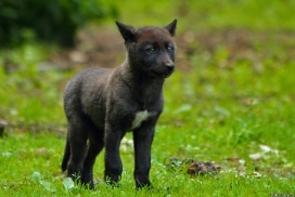Pup2m13GelsenkirchenKati_Fem-19