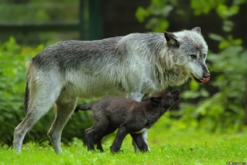 Pup2m13GelsenkirchenKati_Fem-21