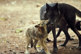 Pup2m12EderseeKati_All-22