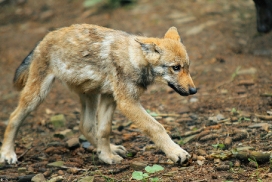 Pup2m12EderseeKati_Kiley-13