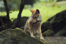 Pup2m12EderseeKati_Kiley-17
