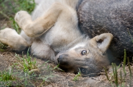 Pup2m13LueneburgBineG_brown-14