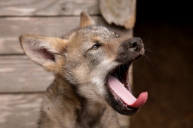 Pup2m17SchorfheideLina_all-01