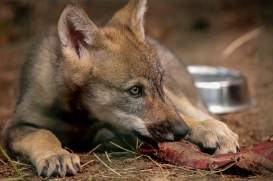 Pup2m17SchorfheideLina_all-03