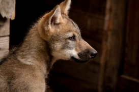 Pup2m17SchorfheideLina_all-09