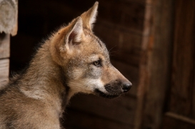 Pup2m17SchorfheideLina_all-10
