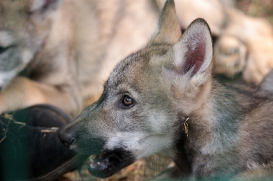 Pup2m17SchorfheideLina_all-11