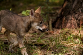 Pup2m17SchorfheideLina_all-13