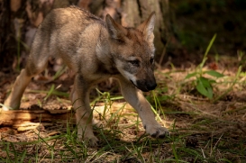 Pup2m17SchorfheideLina_all-15