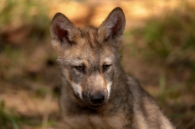 Pup2m17SchorfheideLina_all-20