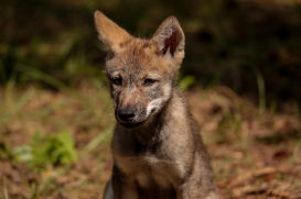 Pup2m17SchorfheideLina_all-24