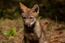Pup2m17SchorfheideLina_all-25