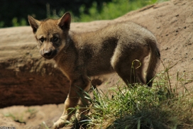 Pup2m13LueneburgKati_Brown-08