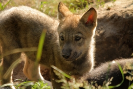 Pup2m13LueneburgKati_Brown-03