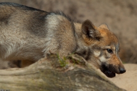 Pup2m14LueneburgKati_Dar-01