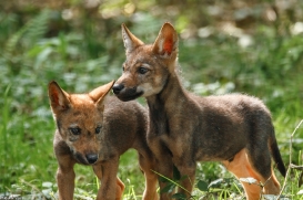 Pup2m16AnholtKati_All-01