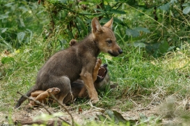 Pup2m16AnholtKati_All-03
