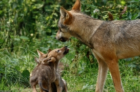 Pup2m16AnholtKati_All-05
