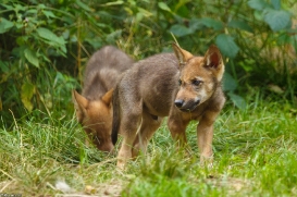 Pup2m16AnholtKati_All-09