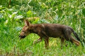Pup2m16AnholtKati_Pup-02