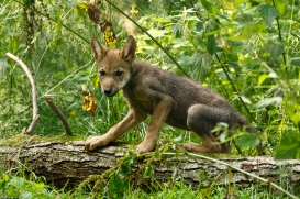 Pup2m16AnholtKati_Pup-03