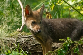 Pup2m16AnholtKati_Pup-04