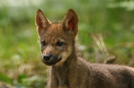 Pup2m16AnholtKati_Red-02