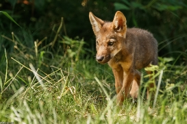 Pup2m16AnholtKati_Red-04