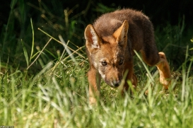 Pup2m16AnholtKati_Red-05