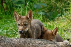 Pup2m16AnholtKati_Red-06