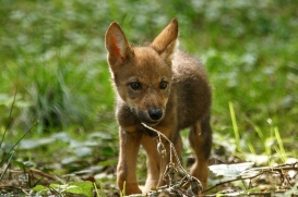 Pup2m16AnholtKati_Red-07