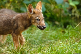 Pup2m16AnholtKati_Red-09