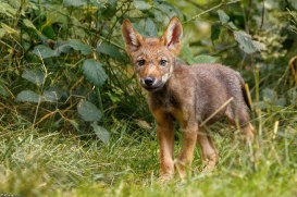 Pup2m16AnholtKati_Red-11