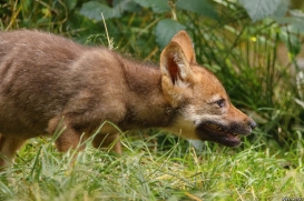 Pup2m16AnholtKati_Red-13