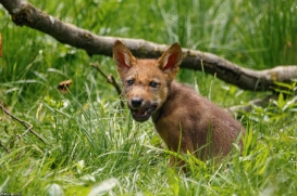 Pup2m16AnholtKati_Red-14