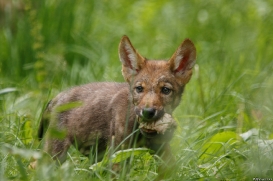 Pup2m16AnholtKati_Red-16