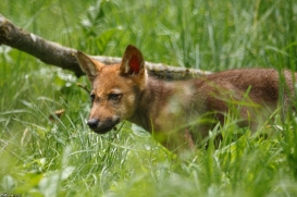 Pup2m16AnholtKati_Red-17