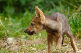 Pup2m16AnholtKati_Sandy-01