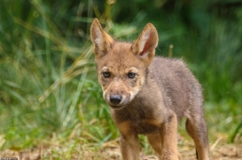 Pup2m16AnholtKati_Sandy-02