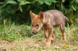 Pup2m16AnholtKati_Sandy-05