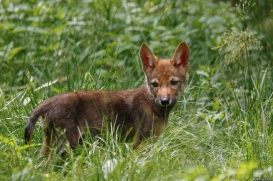 Pup2m16AnholtKati_Sleepy-01