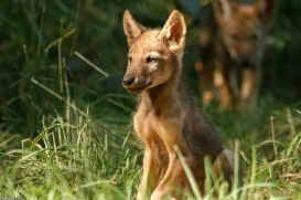 Pup2m16AnholtKati_Zecke-02