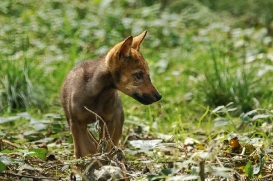 Pup2m16AnholtKati_Zwirbel-03
