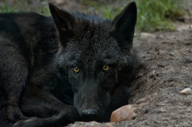 Pup3m10LueneburgKati_Bo-01