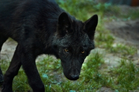 Pup3m10LueneburgKati_Bo-05