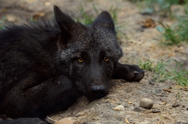 Pup3m10LueneburgKati_Bo-09